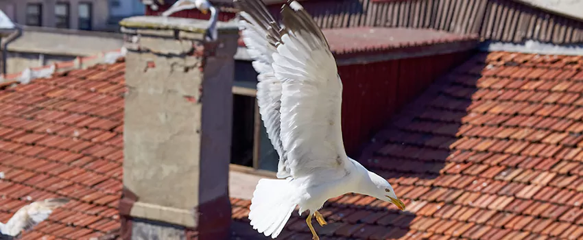 Residential Chimney Animal Removal Solution in Acworth, GA